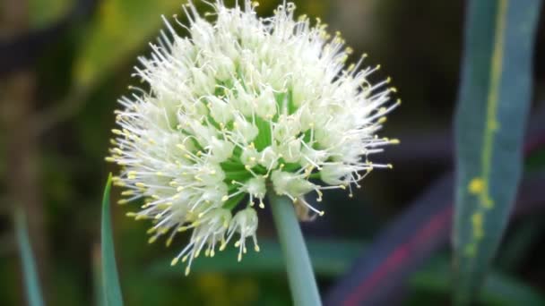 Spring Onion Flower Natural Background Indonesian Call Bawang Prei Daun — Stock Video