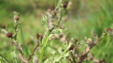 Doğal bir geçmişi olan kasımpatı balsamita. Ağrı ve krampları dindirmek için geleneksel ilaç.