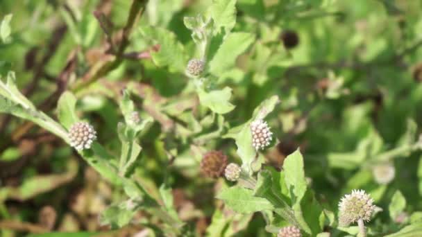 Crisantemo Balsamita Con Uno Sfondo Naturale Medicina Tradizionale Alleviare Dolori — Video Stock