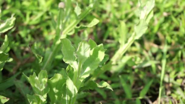 Chrysantheme Balsamita Mit Natürlichem Hintergrund Traditionelle Medizin Zur Linderung Von — Stockvideo