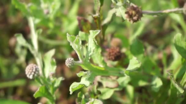 Chrysanthemum Balsamita Med Naturlig Bakgrund Traditionell Medicin För Att Lindra — Stockvideo