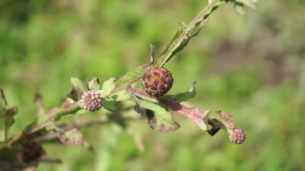 Chrysant Balsamita Met Een Natuurlijke Achtergrond Traditionele Geneeskunde Pijn Krampen — Stockvideo