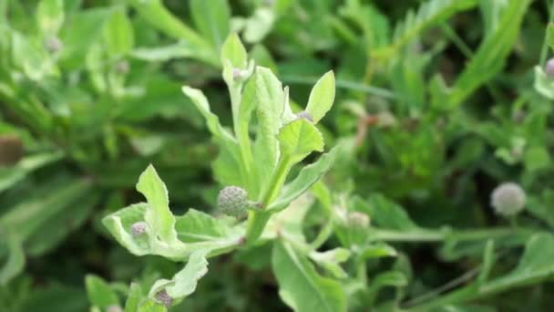 Chrysanthemum Balsamita Med Naturlig Bakgrund Traditionell Medicin För Att Lindra — Stockvideo