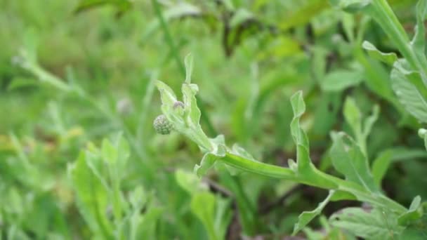 Crisantemo Balsamita Con Uno Sfondo Naturale Medicina Tradizionale Alleviare Dolori — Video Stock