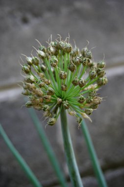 Doğal arka planı olan taze soğan çiçeği. Endonezyalılar buna Bawang Prei veya Daun Bawang der.
