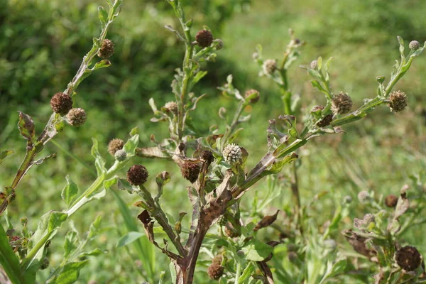 Crisantemo Balsamita Con Fondo Natural Medicina Tradicional Para Aliviar Dolor — Foto de Stock