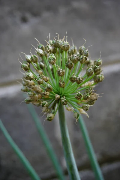 Primavera Flor Cebola Com Fundo Natural Indonésio Chamá Bawang Prei — Fotografia de Stock