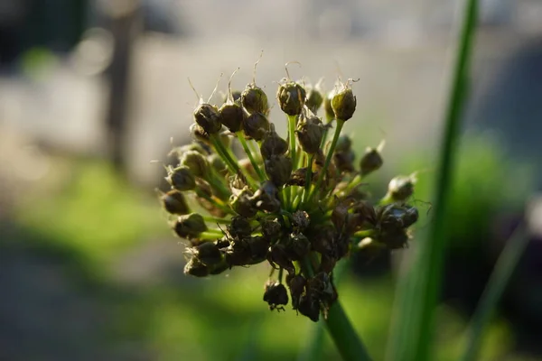 Floare Ceapă Primăvară Fundal Natural Indoneziană Numesc Bawang Prei Sau — Fotografie, imagine de stoc