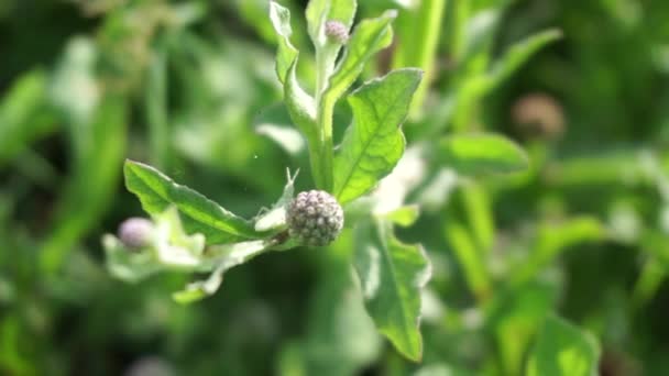 自然の背景を持つ菊のバルサミタ 痛みやけいれんを緩和する伝統的な薬 — ストック動画