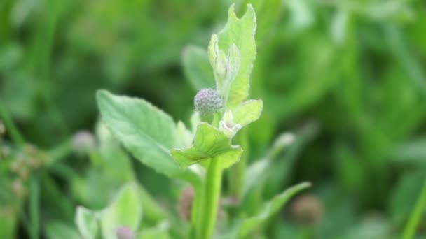 Crisantemo Balsamita Con Fondo Natural Medicina Tradicional Para Aliviar Dolor — Vídeos de Stock