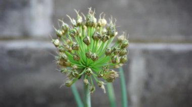 Doğal arka planı olan taze soğan çiçeği. Endonezyalılar buna Bawang Prei veya Daun Bawang der.