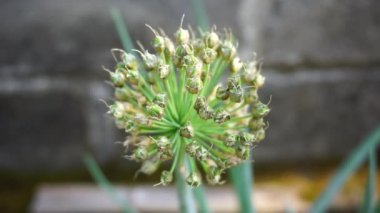 Doğal arka planı olan taze soğan çiçeği. Endonezyalılar buna Bawang Prei veya Daun Bawang der.