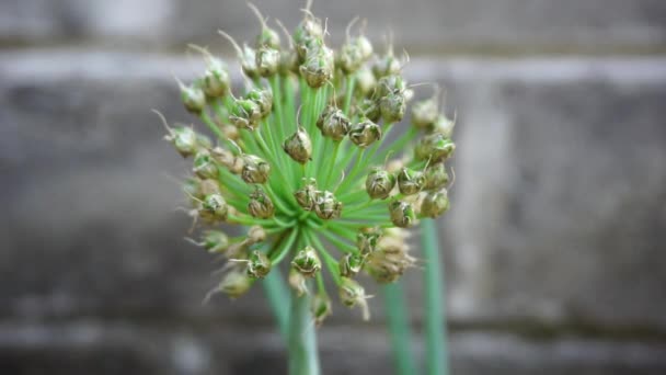 Floare Ceapă Primăvară Fundal Natural Indoneziană Numesc Bawang Prei Sau — Videoclip de stoc