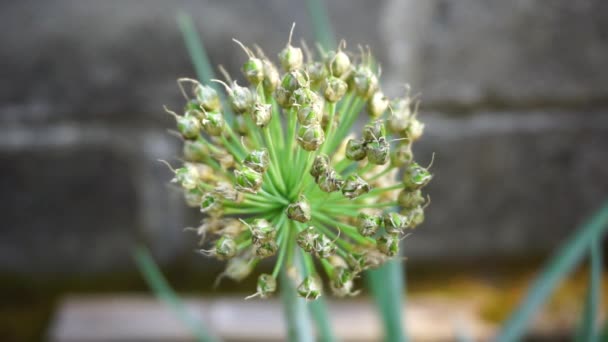 Fleur Oignon Printemps Avec Fond Naturel Indonésien Appellent Bawang Prei — Video