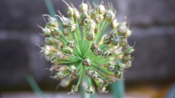 Primavera Flor Cebola Com Fundo Natural Indonésio Chamá Bawang Prei — Vídeo de Stock