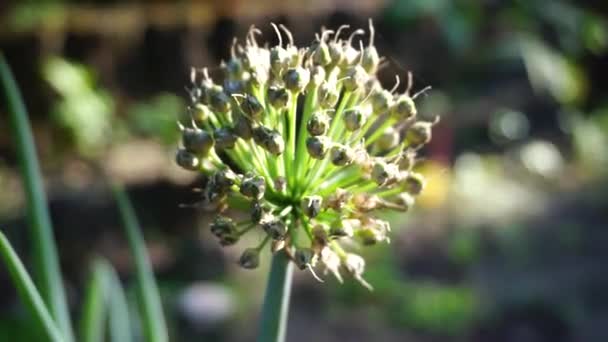 Frühlingszwiebelblume Mit Einem Natürlichen Hintergrund Indonesier Nennen Bawang Prei Oder — Stockvideo