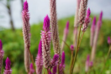 Doğal arka planı olan Celosia çiçeği.