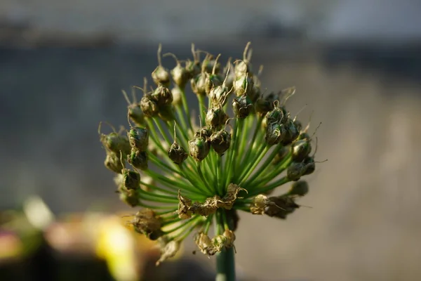 Primavera Flor Cebola Com Fundo Natural Indonésio Chamá Bawang Prei — Fotografia de Stock