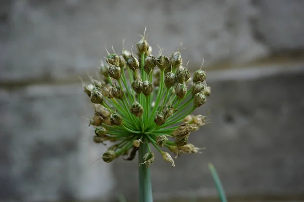 Primavera Flor Cebola Com Fundo Natural Indonésio Chamá Bawang Prei — Fotografia de Stock