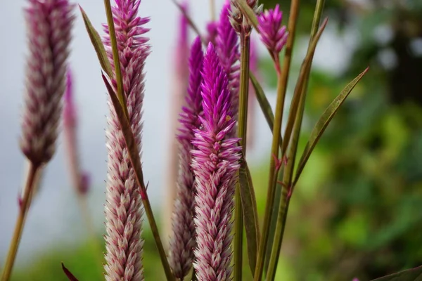 Цветок Целозии Естественном Фоне — стоковое фото
