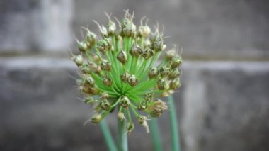 Doğal arka planı olan taze soğan çiçeği. Endonezyalılar buna Bawang Prei veya Daun Bawang der.