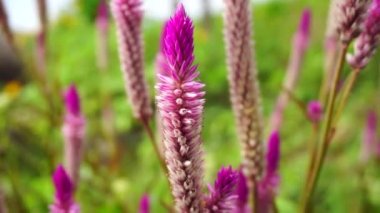 Doğal arka planı olan Celosia çiçeği.