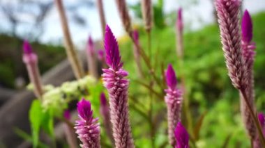Doğal arka planı olan Celosia çiçeği.