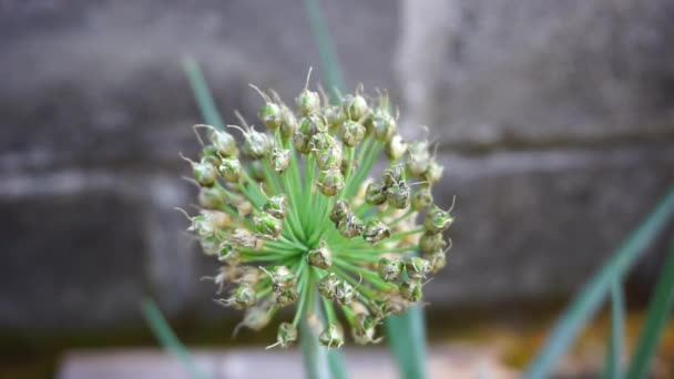 Frühlingszwiebelblume Mit Einem Natürlichen Hintergrund Indonesier Nennen Bawang Prei Oder — Stockvideo