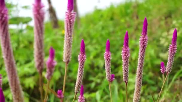 Celosia Blomma Med Naturlig Bakgrund — Stockvideo