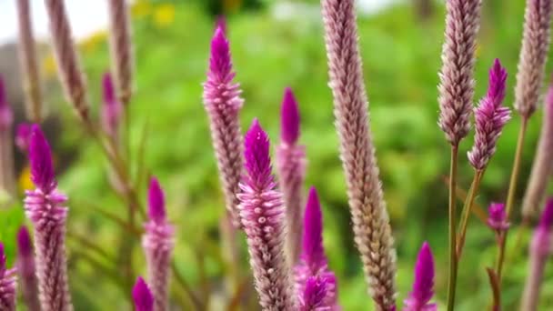 Celosia Blomma Med Naturlig Bakgrund — Stockvideo