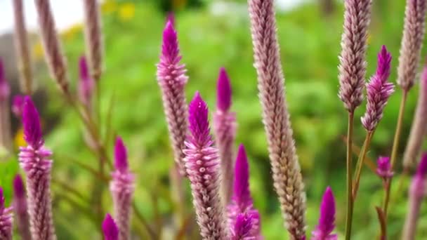 Celosia flower with a natural background