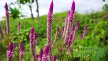 Doğal arka planı olan Celosia çiçeği.