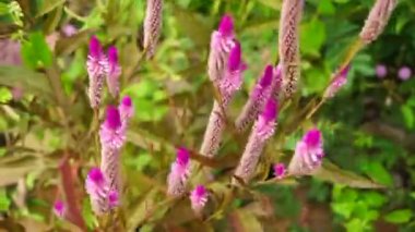Doğal arka planı olan Celosia çiçeği.