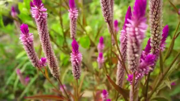 Doğal Arka Planı Olan Celosia Çiçeği — Stok video