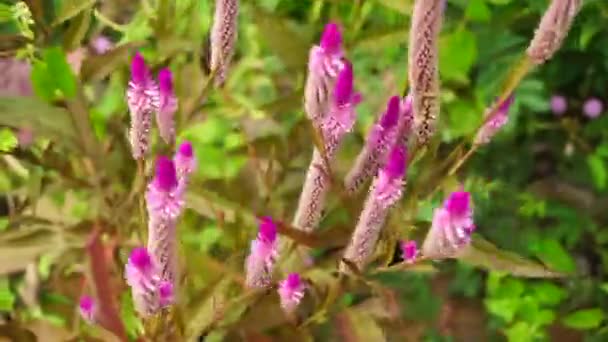 Doğal Arka Planı Olan Celosia Çiçeği — Stok video