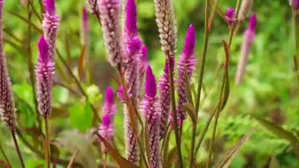 Bunga Celosia Dengan Latar Belakang Alami — Stok Video
