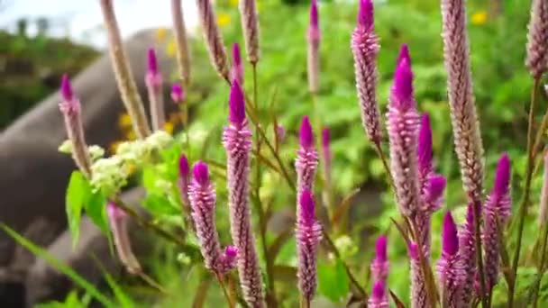 Flor Celosia Con Fondo Natural — Vídeo de stock