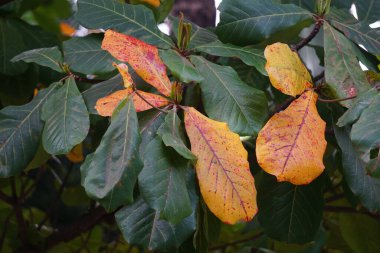 Doğada Terminalia Catappa var. Ayrıca country badem, deniz bademi ve tropikal badem de denir.
