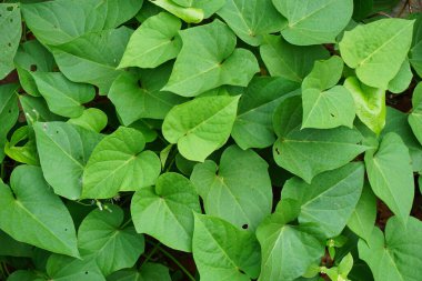 Tatlı patatesler doğada kalır. Tatlı patates yaprakları orta büyüklükten büyük boyuta ve kordonlu, ya da sivri uçlu kalp şeklinde. Cavalılar buna 