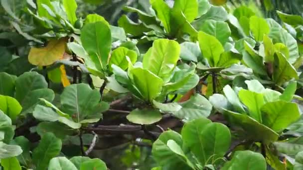 Terminalia Catappa Nature Also Called Country Almond Sea Almond Tropical — Stock Video