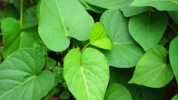 Batatas Doces Partem Natureza Folhas Batata Doce São Tamanho Médio — Vídeo de Stock