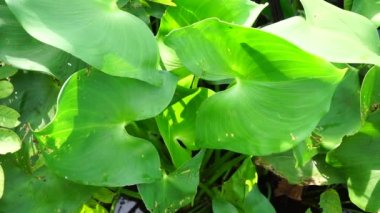 Pontederia vajinalis (kalp şeklinde sahte toplayıcı otu, oval yapraklı gölet otu, enceng sawang, wewewehan) doğal bir geçmişe sahiptir. Her birinde bir santimden biraz uzun mor-mavi tepeler var..