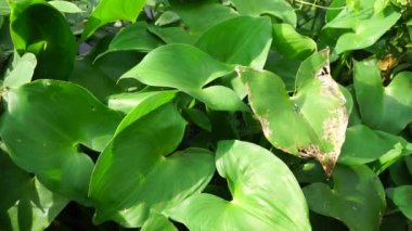 Pontederia vajinalis (kalp şeklinde sahte toplayıcı otu, oval yapraklı gölet otu, enceng sawang, wewewehan) doğal bir geçmişe sahiptir. Her birinde bir santimden biraz uzun mor-mavi tepeler var..