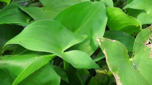 Pontederia Vaginalis Heartshape False Pickerelweed Oval Leafed Pondweed Enceng Sawang — Stock Video