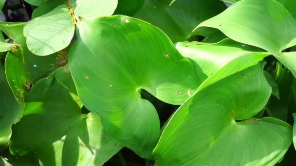 Pontederia Vaginalis Kształt Serca Fałszywy Pickerelweed Owalne Liście Wodorosty Enceng — Wideo stockowe