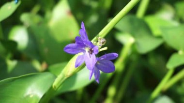 Pontederia vajinalis (kalp şeklinde sahte toplayıcı otu, oval yapraklı gölet otu, enceng sawang, wewewehan) doğal bir geçmişe sahiptir. Her birinde bir santimden biraz uzun mor-mavi tepeler var..