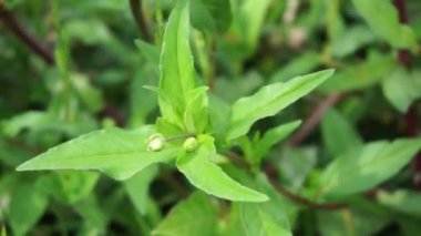 Eclipta alba (Urang-aring, sahte papatya, sahte papatya, yerba de tago, Karisalankanni, bhringraj) doğal arka plan. Bu bitki, ayçiçeği familyasından bir bitki türü..