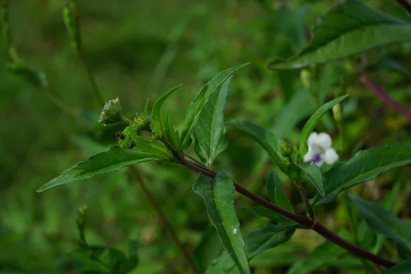 Eclipta Alba Urang Aring Hamis Százszorszép Hamis Százszorszép Yerba Tago — Stock Fotó