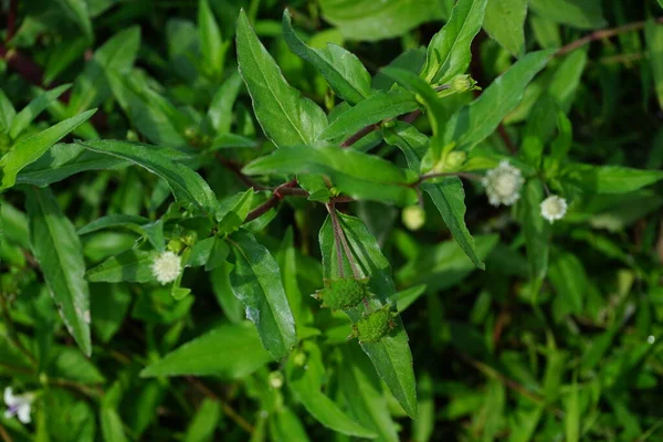 Eclipta Alba Urano Allevamento Falsa Margherita Falsa Margherita Yerba Tago — Foto Stock