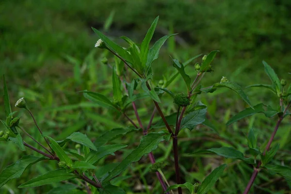 Eclipta Alba Urang Aring False Daisy False Daisy Yerba Tago — Stock Photo, Image